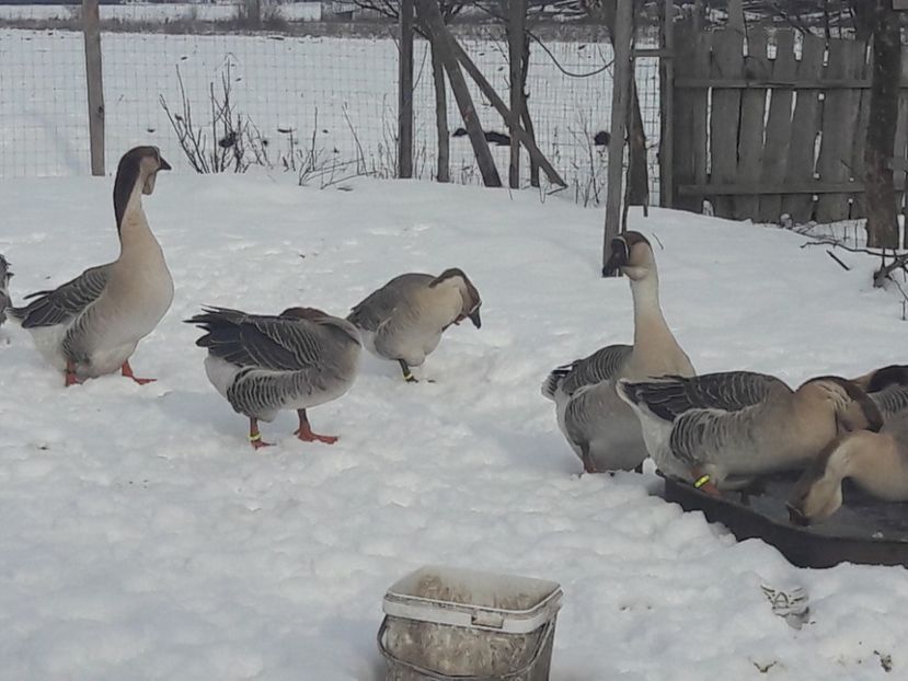  - e Gaste Africane 2018