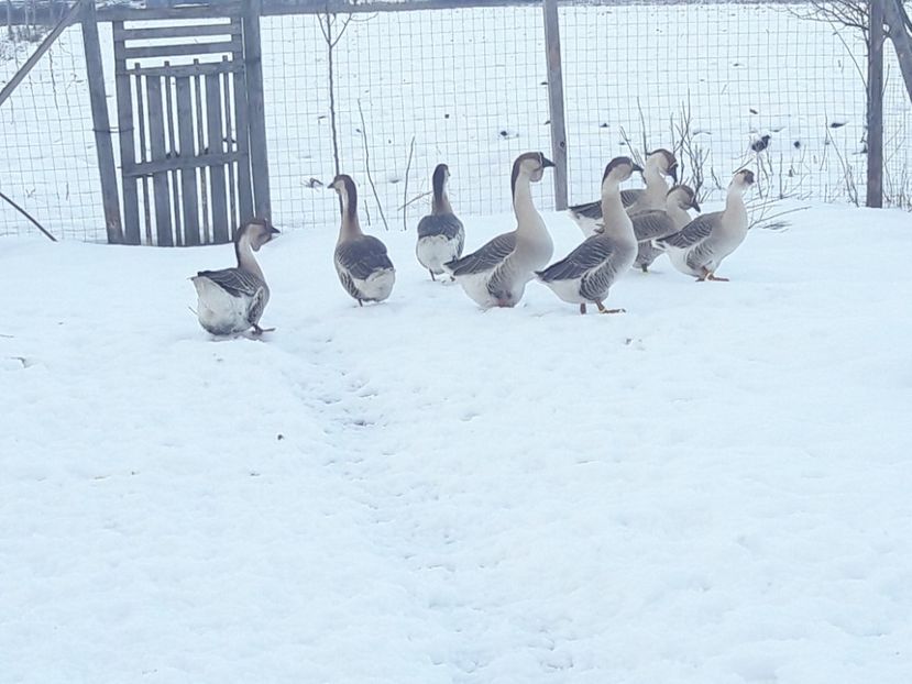  - e Gaste Africane 2018