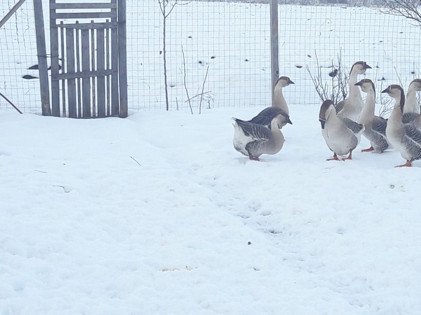  - e Gaste Africane 2018