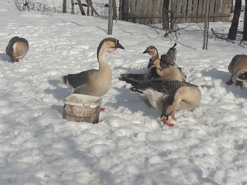 20180118_135342(0) - e Gaste Africane 2018