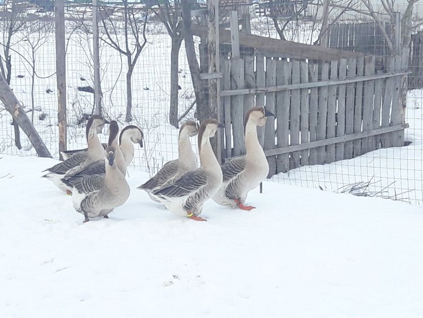  - e Gaste Africane 2018