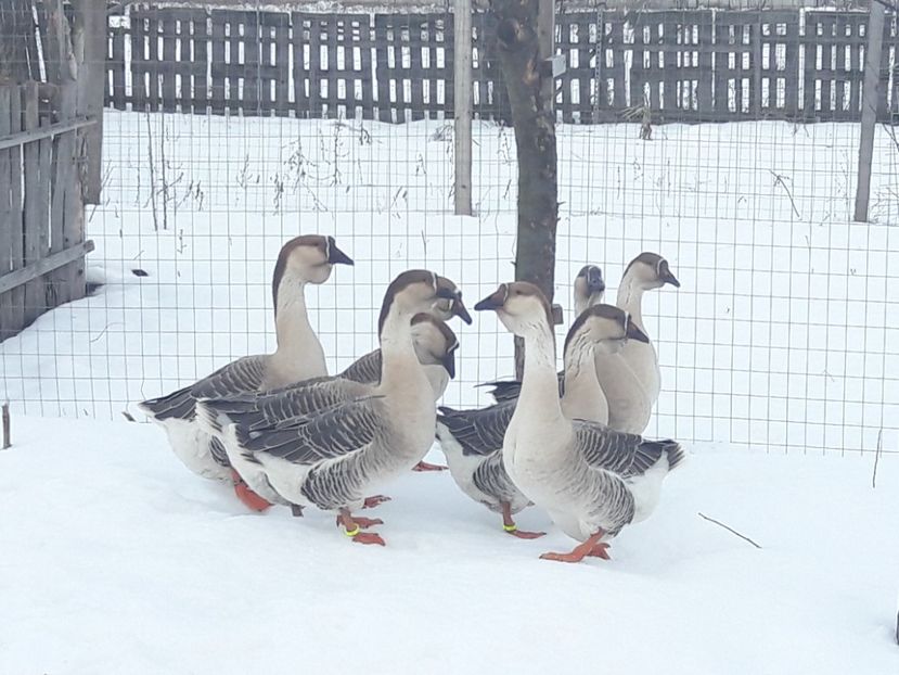  - e Gaste Africane 2018