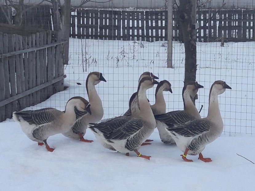  - e Gaste Africane 2018