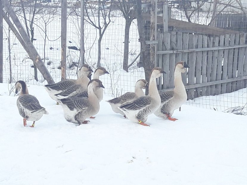 20180118_154300(0) - e Gaste Africane 2018