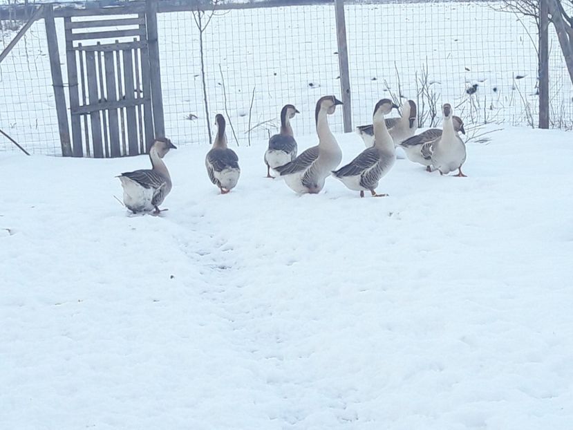  - e Gaste Africane 2018