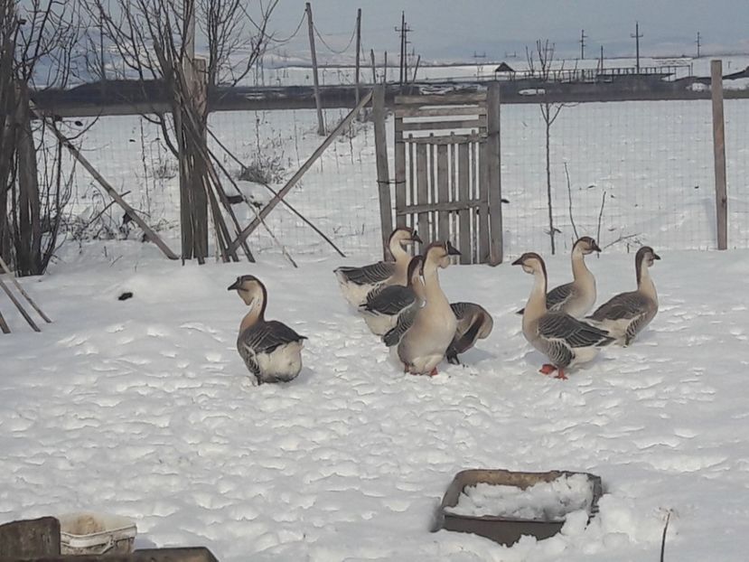  - e Gaste Africane 2018