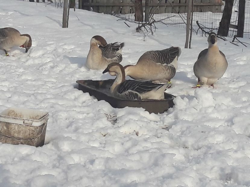  - e Gaste Africane 2018