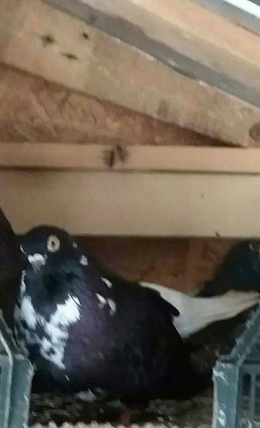 Femela - 6-Negru Codalb Romanesc