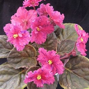 ethel ,s  wild side - provizoriu