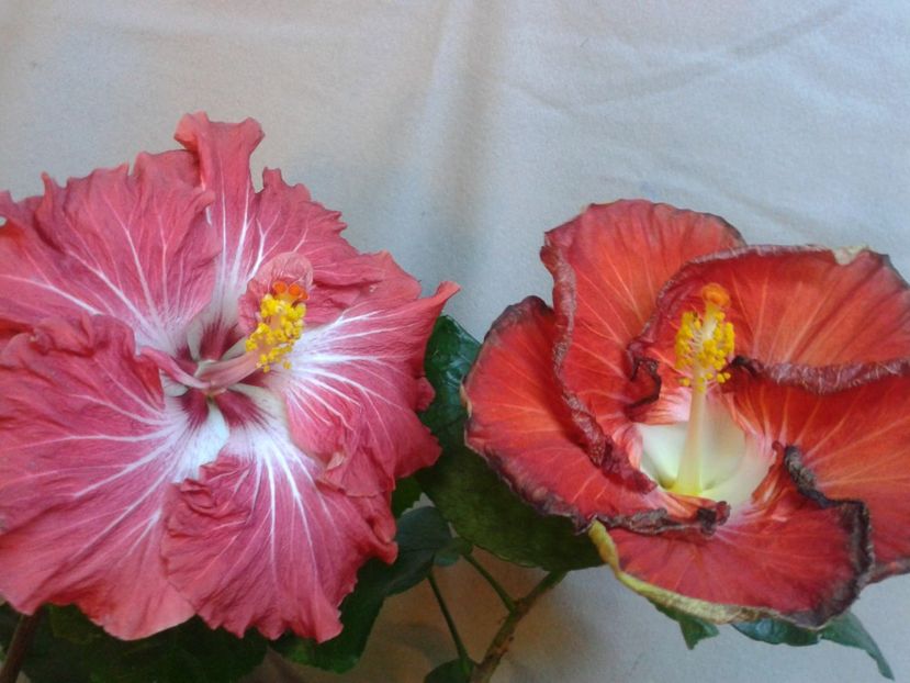 Fotografie0809 - HIBISCUS 2017---2018