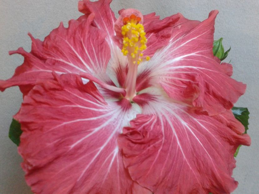 Fotografie0794 - HIBISCUS 2017---2018