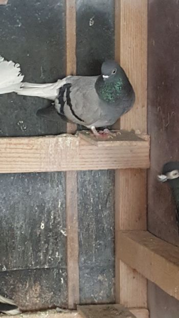  - Porumbei Viorii 2017