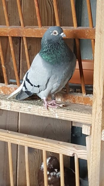  - Porumbei Viorii 2017