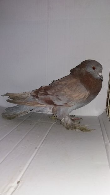 M 2017 1 - Por creti