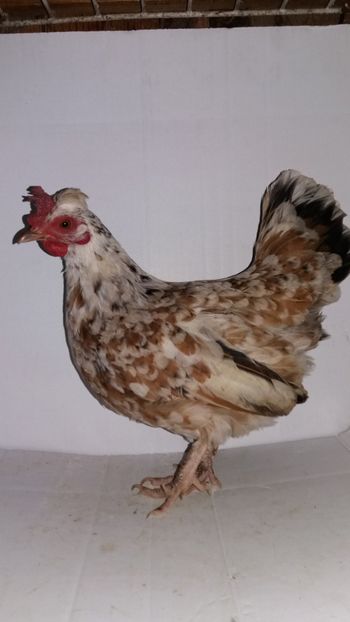 vanduta - De vanzare gainuse mi de flori