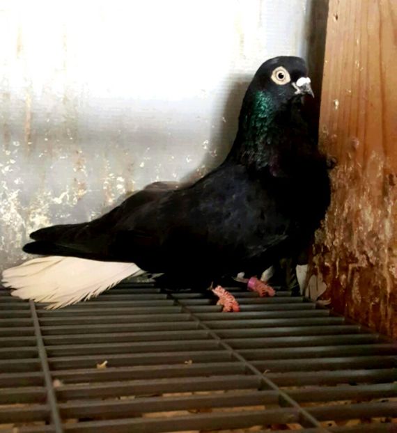 2018-02-11 17.26.07 - 6-Negru Codalb Romanesc