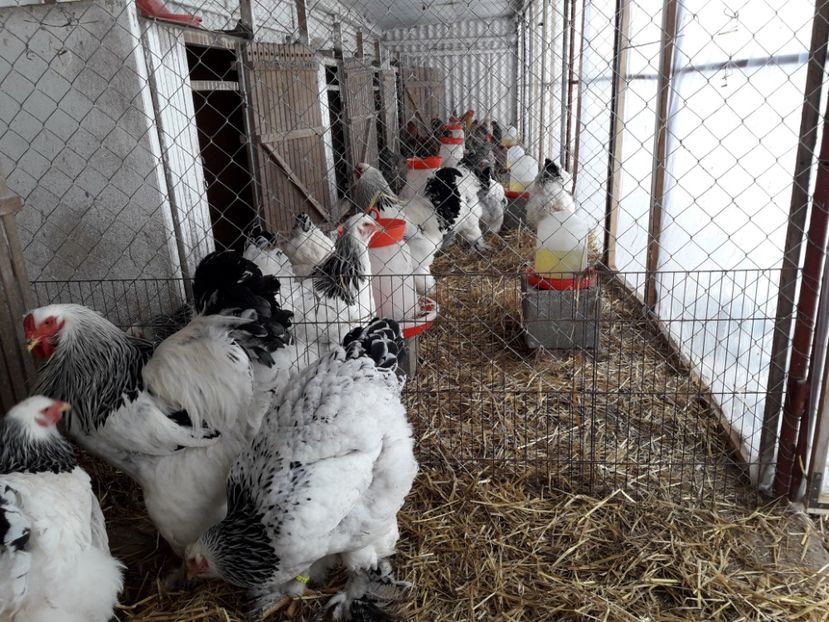 12 . 02 . 2018 - G BRAHMA HERMINAT DESCHIS