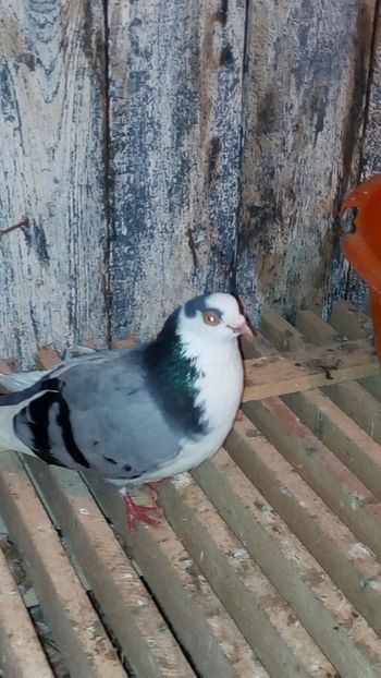  - Galateni pe albastru