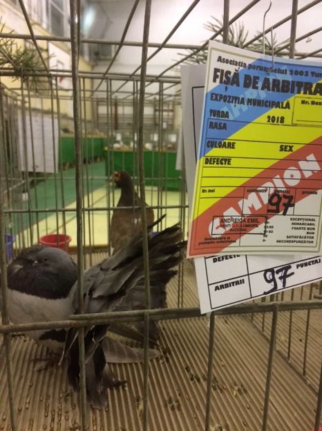 0D960E9C-B8B4-4C2D-8F11-99C005914385 - 2018 Expoziția anuală de păsări și animale de rasa TURDA