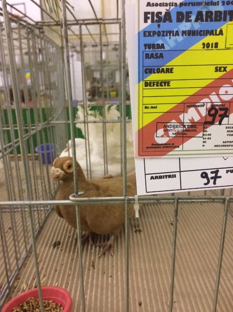 975D2831-4BC2-4BB6-8086-165183308C44 - 2018 Expoziția anuală de păsări și animale de rasa TURDA