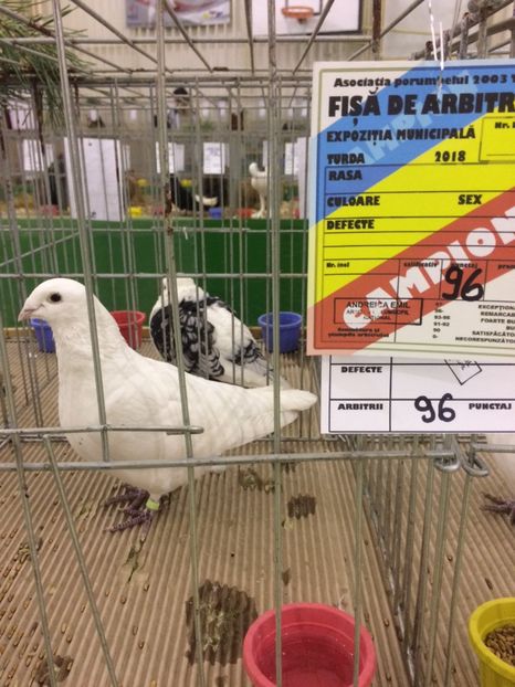 081CB91F-D451-4434-BBBD-CEF24D118FE3 - 2018 Expoziția anuală de păsări și animale de rasa TURDA