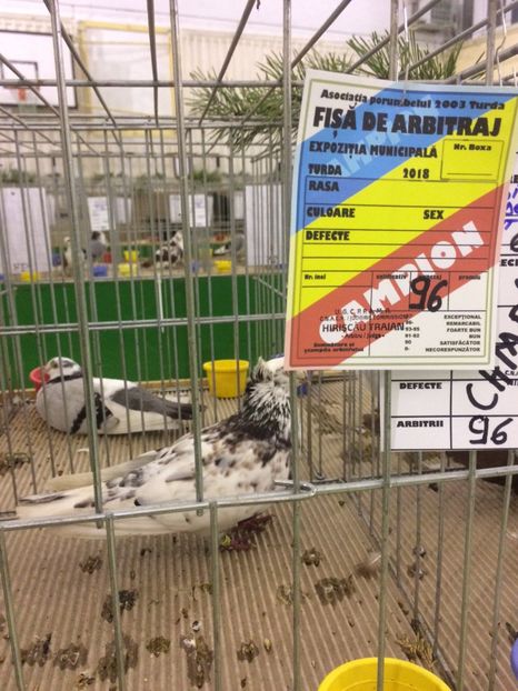 F618BC53-AFFA-469C-9EF4-42E0EC1C6B3A - 2018 Expoziția anuală de păsări și animale de rasa TURDA