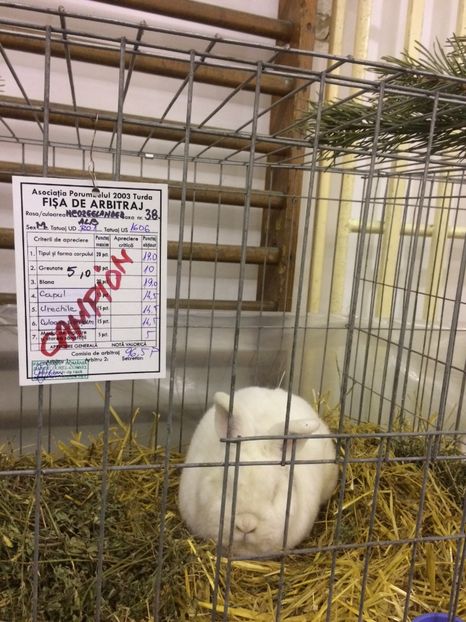 F70A5B7F-00CD-453F-A63B-E9B6A91D3A67 - 2018 Expoziția anuală de păsări și animale de rasa TURDA