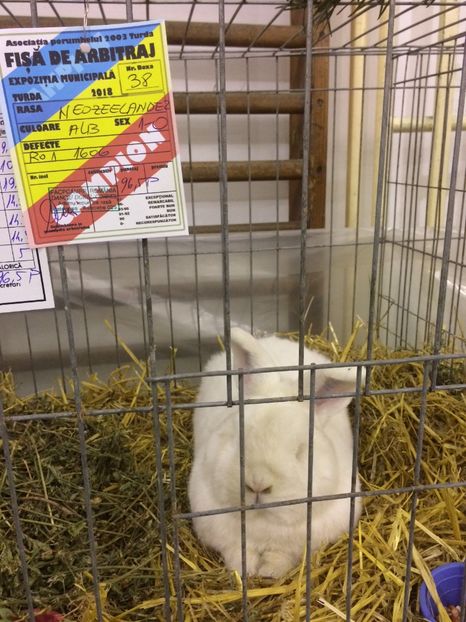 7053D8BB-1DEA-4435-9F7C-3E32A73D221D - 2018 Expoziția anuală de păsări și animale de rasa TURDA