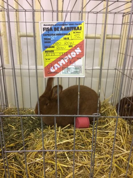 958B5AE5-46B3-48C1-AC59-1A135CCD0C63 - 2018 Expoziția anuală de păsări și animale de rasa TURDA