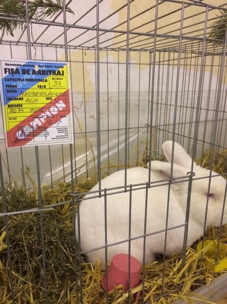 EE66AE3A-DBEA-4BD1-8B90-B799088BA2D0 - 2018 Expoziția anuală de păsări și animale de rasa TURDA