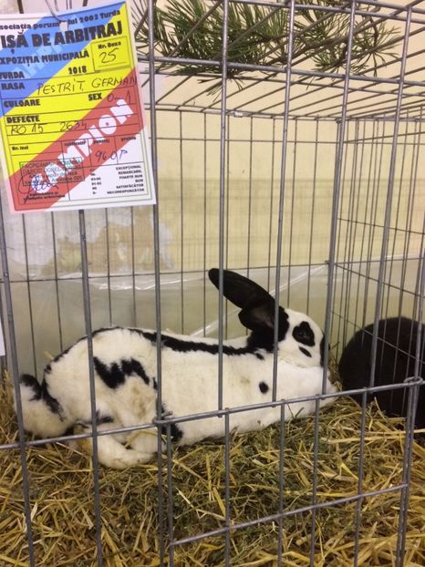 BE35DE18-7829-4A96-90AB-2FDAFD645D86 - 2018 Expoziția anuală de păsări și animale de rasa TURDA