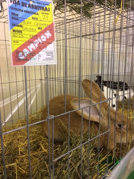 0A9F070C-9BFA-4C66-984E-7A17AB56A199 - 2018 Expoziția anuală de păsări și animale de rasa TURDA