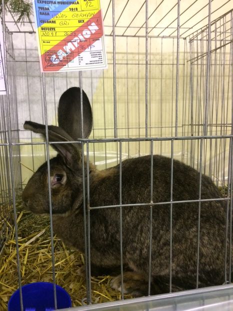 573F5663-C95B-4686-9092-294EE85DFED2 - 2018 Expoziția anuală de păsări și animale de rasa TURDA