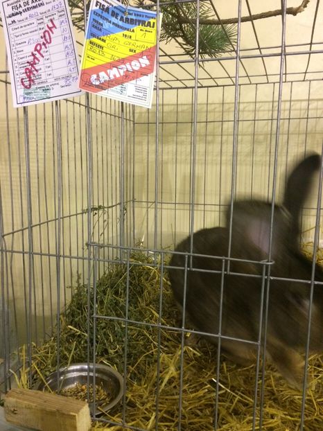 2EC592CB-41CA-4F5E-9E18-CC38CBC0FC1B - 2018 Expoziția anuală de păsări și animale de rasa TURDA