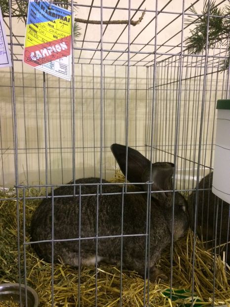 30648695-5443-449C-990C-BAE49BCE1E51 - 2018 Expoziția anuală de păsări și animale de rasa TURDA