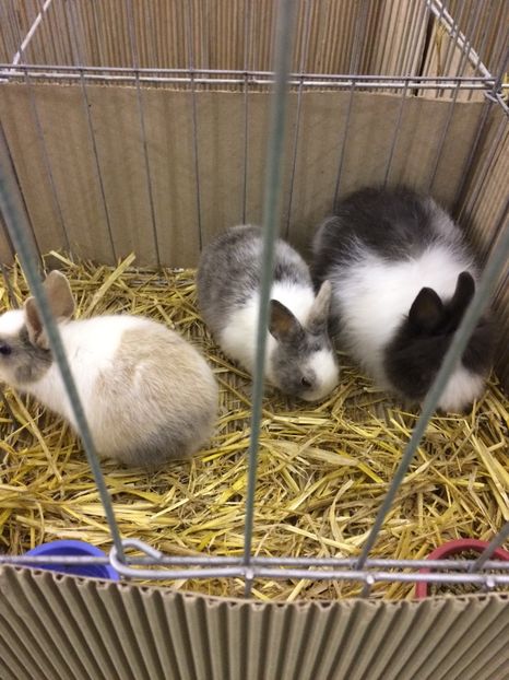 57394D0E-20C1-4D66-8FC4-02C0B335DD65 - 2018 Expoziția anuală de păsări și animale de rasa TURDA