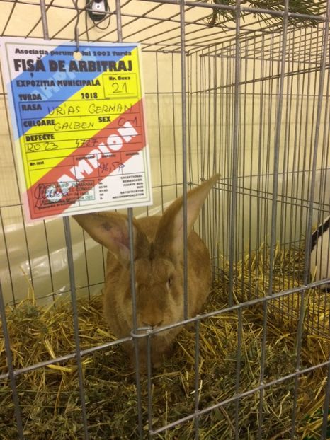 2DE1CF6A-7043-410F-B24B-BD435E2FF151 - 2018 Expoziția anuală de păsări și animale de rasa TURDA