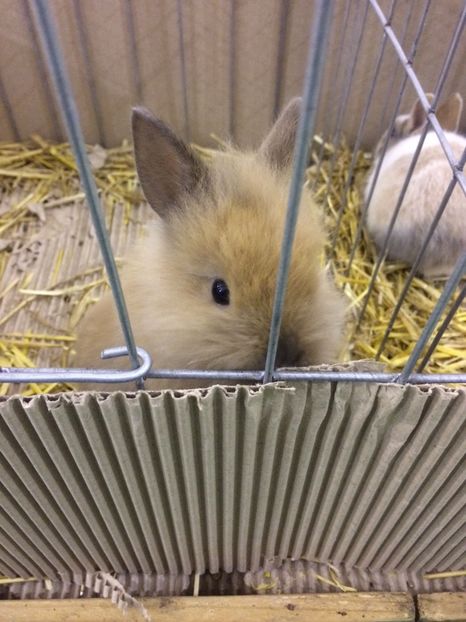 D7AA3389-12B6-479C-A550-D64301E9659C - 2018 Expoziția anuală de păsări și animale de rasa TURDA