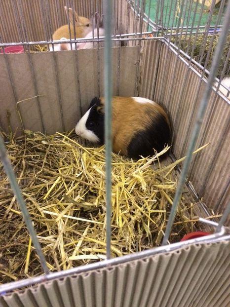 5778A165-47FA-496E-B4A1-92190A8B1319 - 2018 Expoziția anuală de păsări și animale de rasa TURDA