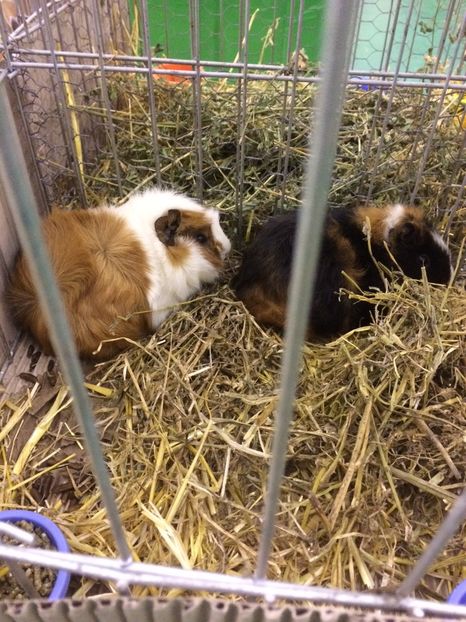 7B448B40-B1AA-4686-9743-EEA5B39CA48A - 2018 Expoziția anuală de păsări și animale de rasa TURDA