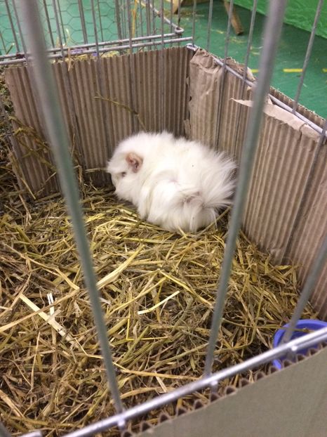 5F67E6BC-D5B2-4945-AD1B-1C2586153497 - 2018 Expoziția anuală de păsări și animale de rasa TURDA