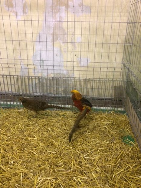 6888A886-6C0E-4931-9397-F67BAA92E174 - 2018 Expoziția anuală de păsări și animale de rasa TURDA