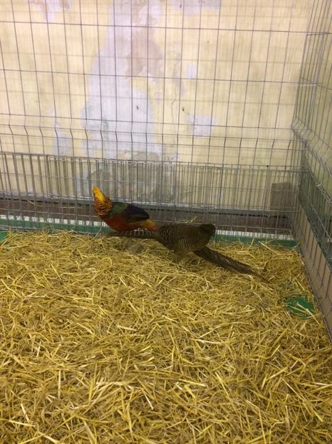 23145462-1DF6-4FF8-98AA-D64F2E5299D7 - 2018 Expoziția anuală de păsări și animale de rasa TURDA