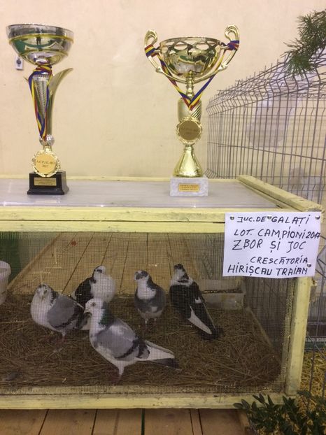 7A1F9934-6E03-449F-8E12-AC664ADEA970 - 2018 Expoziția anuală de păsări și animale de rasa TURDA