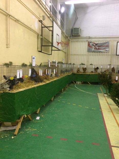 A710B171-D529-4B08-A5F9-AA2C7C16D3B5 - 2018 Expoziția anuală de păsări și animale de rasa TURDA