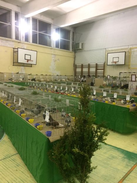 DC7AB612-2381-465E-893F-41110E1CC62D - 2018 Expoziția anuală de păsări și animale de rasa TURDA