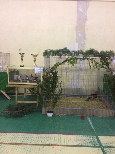61F2BA2E-F58E-4BE7-9431-370CFCCB8502 - 2018 Expoziția anuală de păsări și animale de rasa TURDA