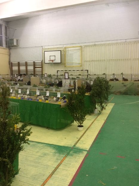 ADD374DB-2E53-4AEA-BBAE-7C4826DDA751 - 2018 Expoziția anuală de păsări și animale de rasa TURDA