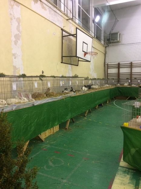 AFA7C51F-D5D6-4CAA-A942-402A169BCCD4 - 2018 Expoziția anuală de păsări și animale de rasa TURDA