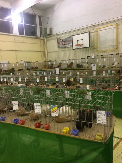 CF9688A5-74D8-4015-A3E5-2690EB9C8AC8 - 2018 Expoziția anuală de păsări și animale de rasa TURDA